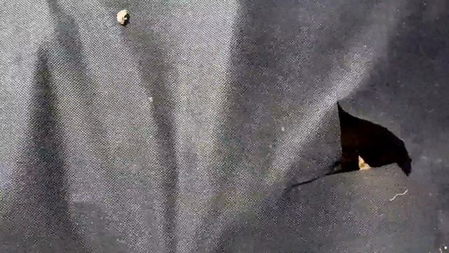 2017.05.01. Высаживаем в грунт землянику "Кокетка" выращенную из семян смотреть онлайн