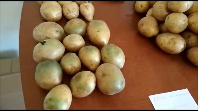 17.03.2019 г. Сорт Гала. Контроль качества. смотреть онлайн