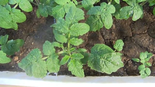 "Фитоспорин-М" Паста - применение смотреть онлайн