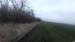 Бретон по зайцу в зарослях, добор подранка..mp4