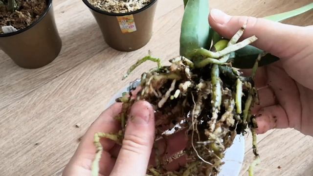 Пересадка азиатской каттлеи Hey Song 'Flame Dance' от Мики. Удаляю мох, подбираю горшок и субстрат смотреть онлайн