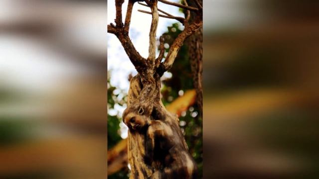 ФАНТАСТИЧЕСКИЕ СКУЛЬПТУРЫ ИЗ СТАРЫХ КОРЯГ ДЕБРЫ БЕРНЬЕ!!! ЧАСТЬ I. смотреть онлайн