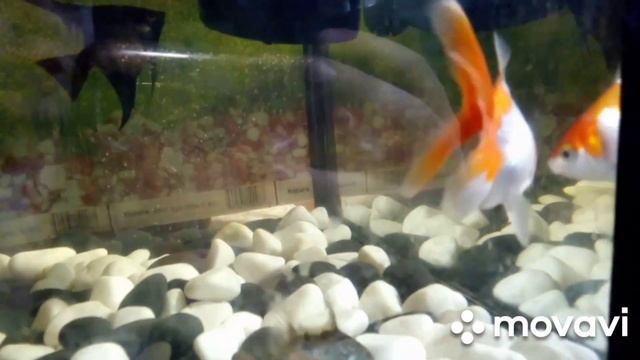 рыба, рыбки, Золотая рыбка, факты о золотой рыбке, аквариум, аквариумная рыба, рекомендации,