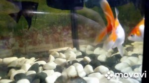 рыба, рыбки, Золотая рыбка, факты о золотой рыбке, аквариум, аквариумная рыба, рекомендации,