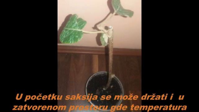 Kivi , od sadnice do ploda смотреть онлайн