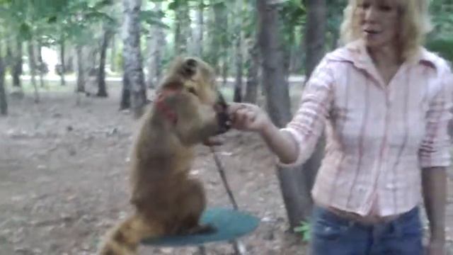 +7 (965)380-13-11. Дрессированная Носуха на праздник. Экзотические животные смотреть онлайн