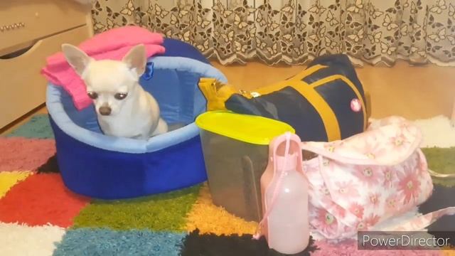 VLOG: собираем вещи, едем? на каникулы в Ростов))?