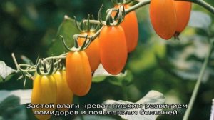 Как вырастить помидоры Черри