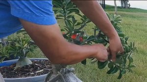 Адениум (Роза Пустыни) Бонсай – Больше Цветов Круглый Год. Правильная Обрезка