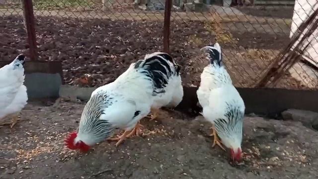 Зачем Столько ?Петухов? Все Петухи? у меня Такие Разные? смотреть онлайн