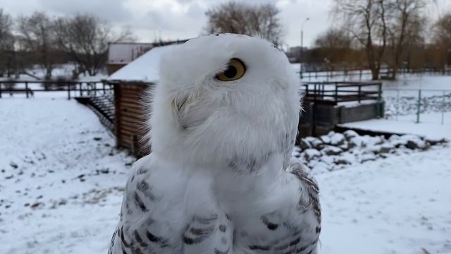 Сова Добрыня зимой. смотреть онлайн