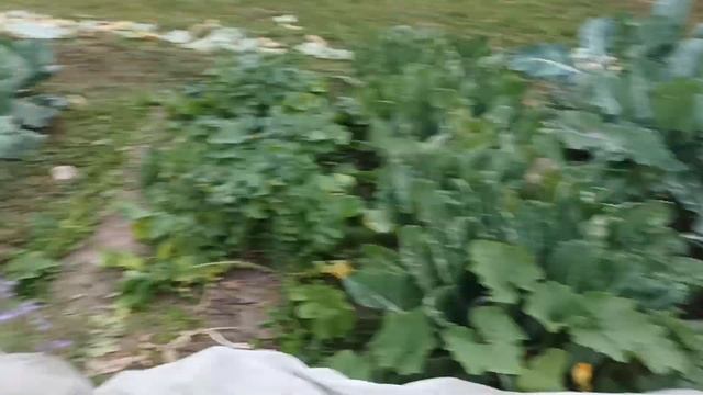 Теплые грядки из бетона. Много лет спустя. смотреть онлайн