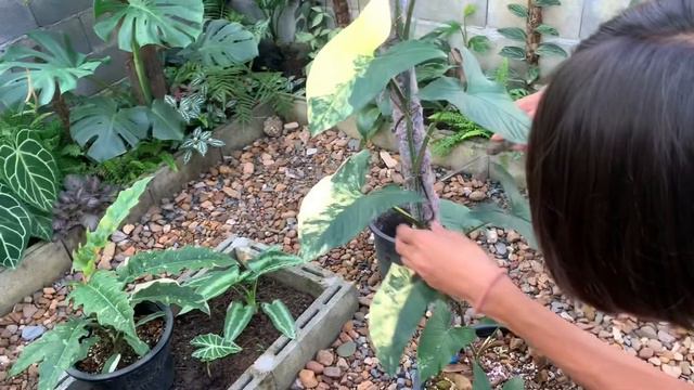 แบ่งและขยายพันธุ์เงินไหลมาด่างเหลือง | Syngonium Aurea Variegated  Propagation