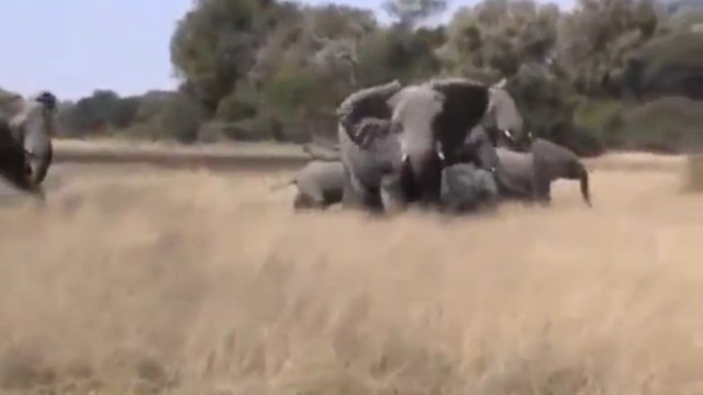 Слон атакует джип смотреть онлайн