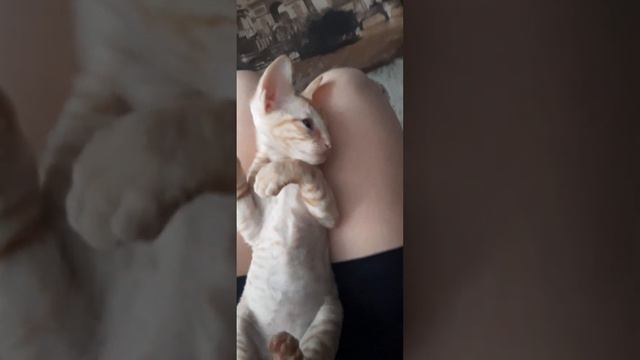 корниш-рекс др 04.12.22 смотреть онлайн