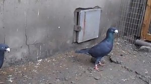 Голуби немецкие выставочные. Pigeons German exhibition.