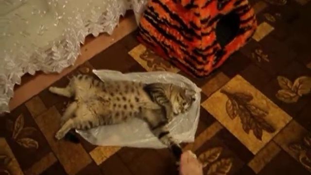 ленивый кот смотреть онлайн