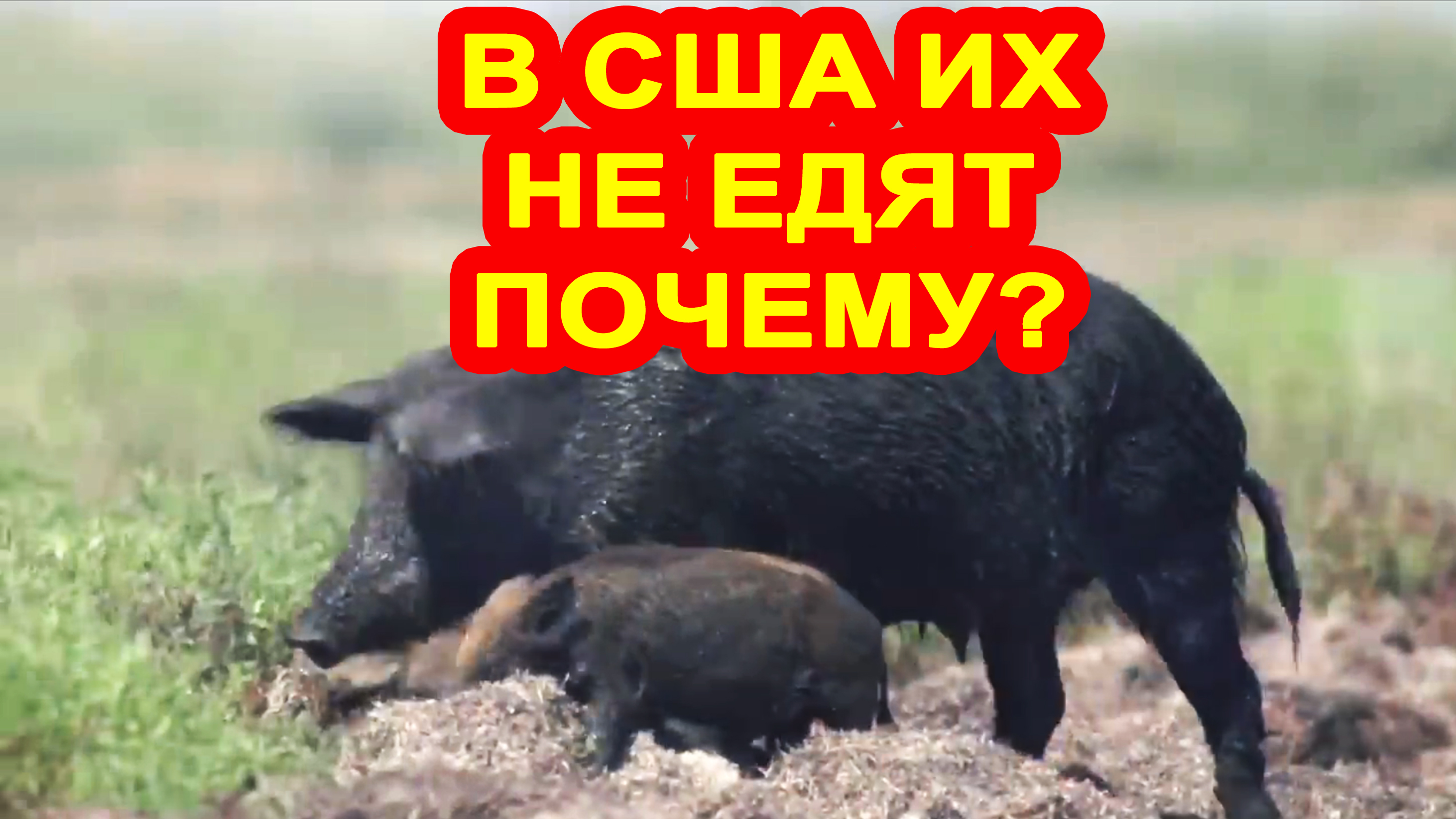 Почему в США не едят диких кабанов Ведь их там миллионы.