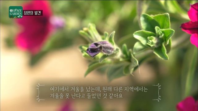 [ SUB ] 봄, 즐거운 노동의 시작 Spring is coming! | 정원의 발견 Wonders of Garden | KBS제주20230324방송 смотреть онлайн