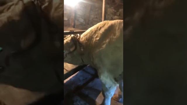 очень большой бык на открытом шароле смотреть онлайн