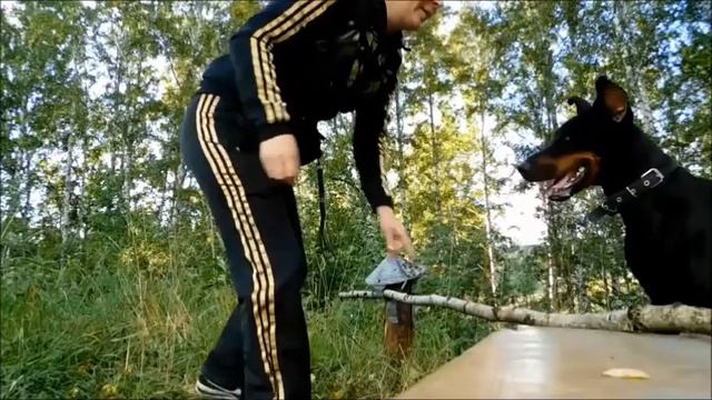 Доберман. Баланс на палке смотреть онлайн