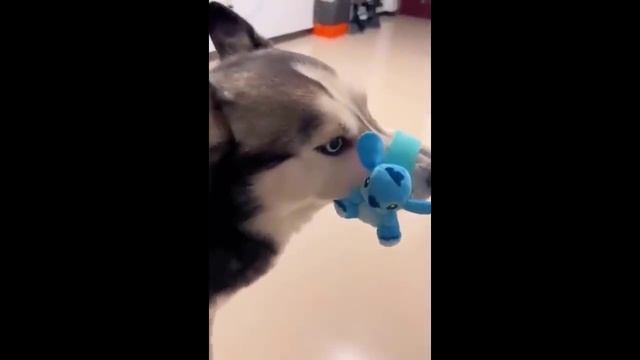 Try Not To Laugh Dogs And Cats ? - Funniest Animals Video 2024 ? #Ever1
#animals #cuteanimals