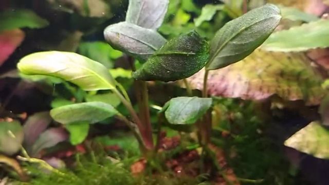 Bucephalandra planted tank Bucephalanra Dark Achilles Буцефаландры в моем аквариуме "Дарк Аххилес" смотреть онлайн
