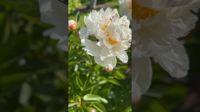Прелести лета. Пионы на даче 2023 #пион #дача #лето2023 #подмосковье смотреть онлайн