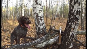 Охота на вальдшнепа с легавой.mp4