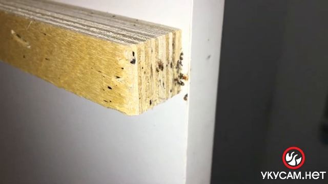 Самостоятельная обработка провалилась (Обработка от клопов в СПБ 2021 14) смотреть онлайн