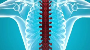 Здоровье позвоночника