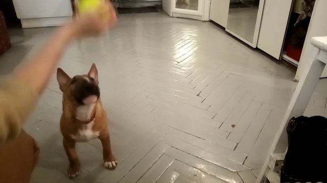 Минибуль Дан (3 месяца). Учимся приносить мячик. смотреть онлайн