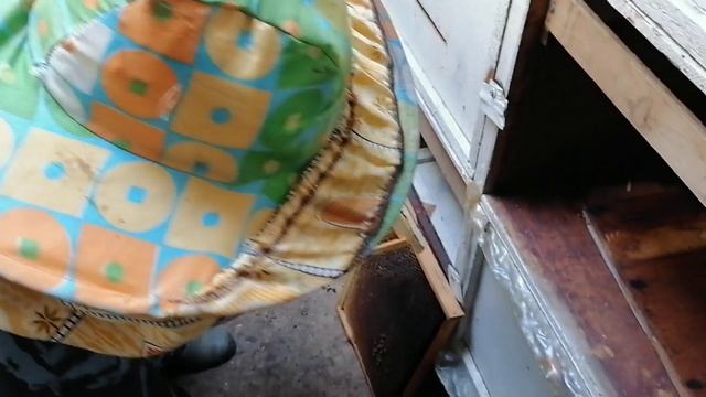 Весенняя подсадка маток смотреть онлайн