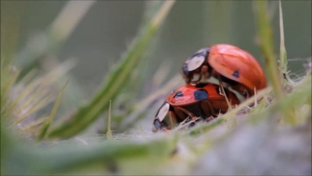 Ladybug (Coccinellidae) and Ladybird (Coccinella septempunctata) Insect Animal смотреть онлайн