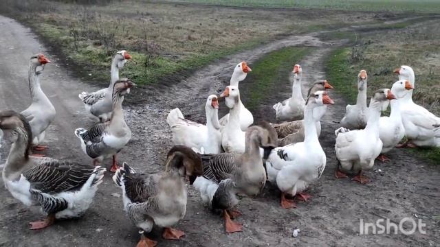 САМАЯ ОГРОМНАЯ ПОРОДА ГУСЕЙ! ГУСИ ВЕЛИКАНЫ! МУСКУСНЫЕ УТЯТА! ЦЕСАРКИ И КУРЫ смотреть онлайн