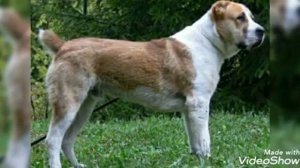 Алабай против Леонбергера.Кто кого?