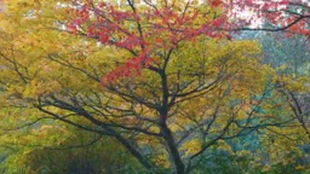 11 HRS Incredible Fall Foliage - Best 4K Autumn Nature Scenes from Around the World + Calming Music смотреть онлайн