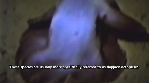 Dumbo Octopus Facts: the CUTEST OCTOPUS ? Animal Fact Files