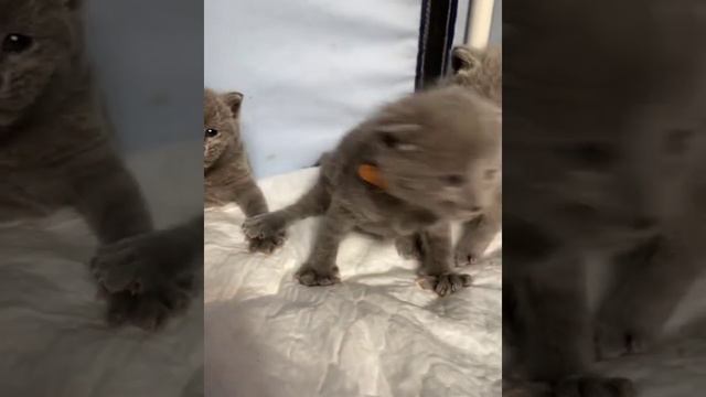 Новорожденные котята русской голубой кошки смотреть онлайн