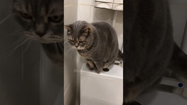Первопроходец😼 #котики #котвваленках смотреть онлайн