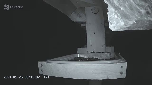 2021 Jan 25: Livestream bird feeding station. Ripley, Ontario Canada by AtHomeFriendlyTecGuy смотреть онлайн