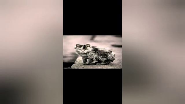 Грустный ? стих про уродливого кота ( смотреть онлайн