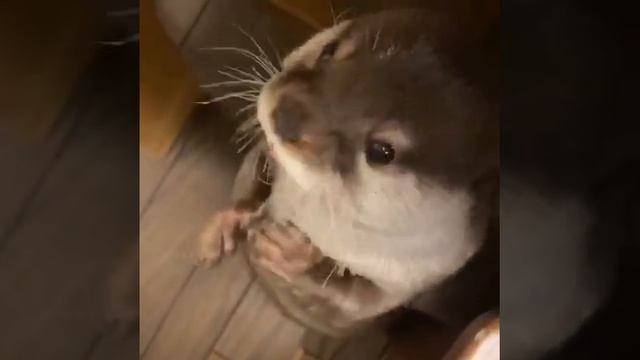 Вкусняшка.mp4 смотреть онлайн