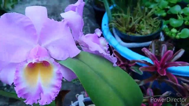 Rhyncholaeliocattleya Marcella Koss 'Pink Marvel' смотреть онлайн