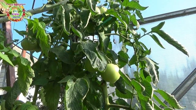 Сделайте ЭТО при строительстве теплицы и она будет служить еще десятки лет смотреть онлайн