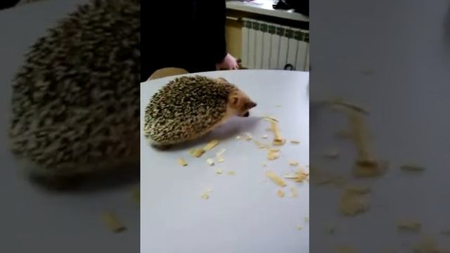 Зоология ушастый ёж часть 2 смотреть онлайн