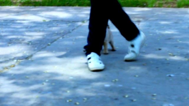 Девченки из питомника BRIGHT BRILLIANT - for sale смотреть онлайн