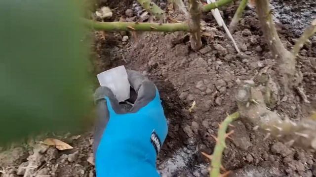 Кормлю розы осенью. Калимагнезия и Биопон/осень смотреть онлайн