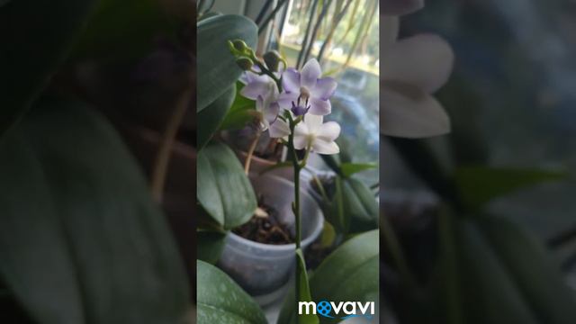 Синяя орхидея Kenneth Schubert Mericlone смотреть онлайн