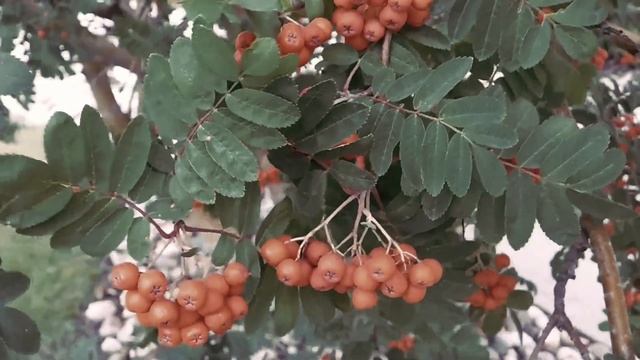 Воробьиная ночь/Рябиновая ночь смотреть онлайн